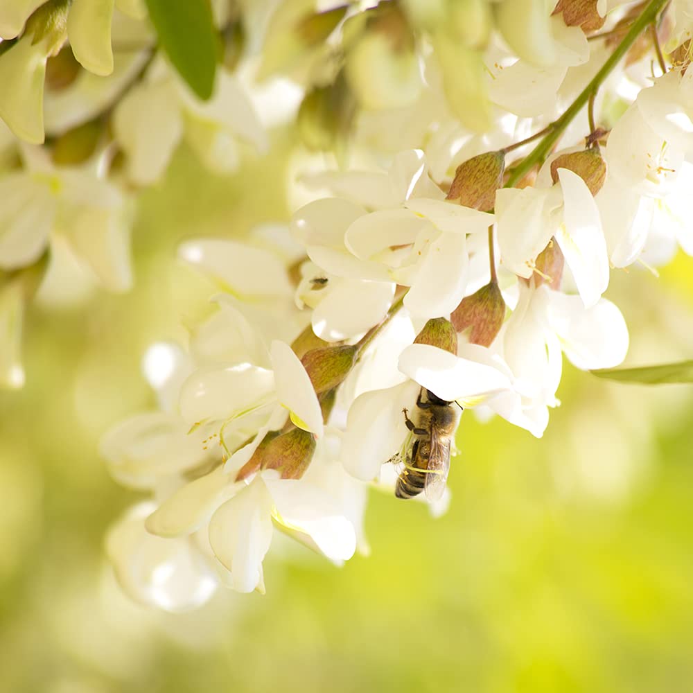 Sanniti Fulmer All Natural Hungarian Acacia Honey, 17.64 oz (Pack of 1)