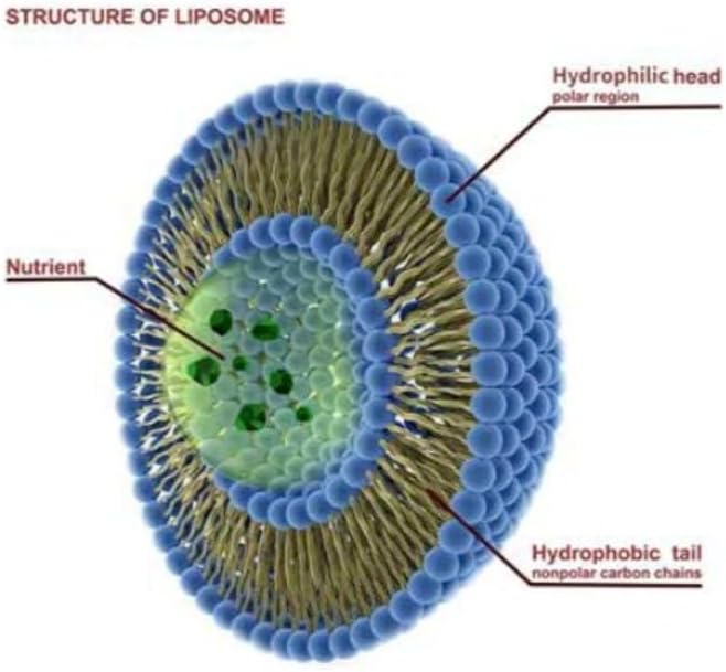 Pure Therapro Rx 100% Liposomal Vitamin C Powder, Patented PureWay Vegan Vitamin C Supplement, Supports Healthy Aging, Immune Function & Collagen Formation, Non-GMO, Made in the USA (30g, 60 Servings)