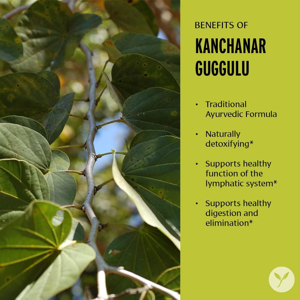 Banyan Botanicals Organic Kanchanar Guggulu Powder – Traditional Ayurvedic Guggulu Formula – Ayurvedic Herbs for Healthy Elimination of Natural Toxins* – ½ lb. – Non-GMO Sustainably Sourced Vegan