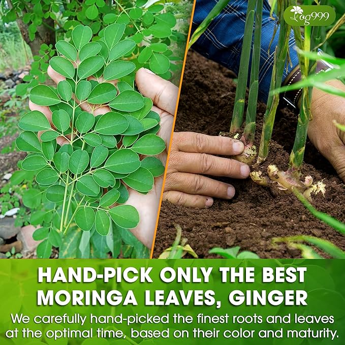 TOG999, Permium Moringa Ginger Herbal Tea – 120 Tea Bags – Caffeine-Free, Smooth & Warming Blend – Pure Ingredients, Sustainably Sourced. No Sugar. No Gluten. Vegan.