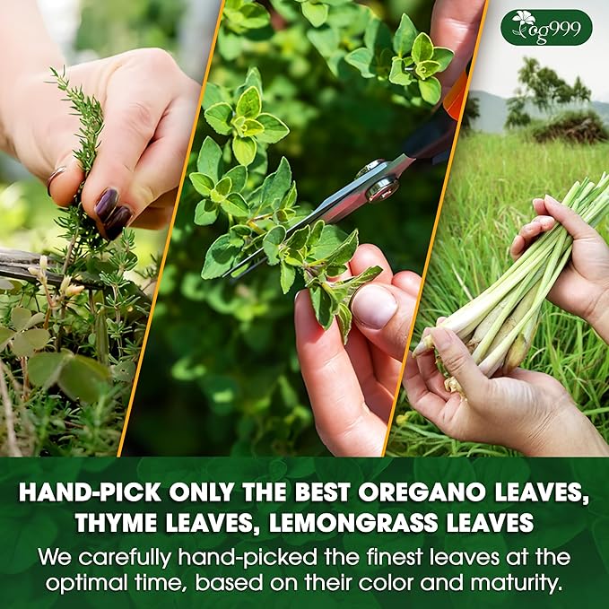 TOG999, Premium Oregano Herbal Tea with Jasmine-Like Notes – 60 Tea Bags | Blend of Oregano, Thyme & Lemongrass | Caffeine-Free, Natural Flavor, Premium Quality Herbal Infusion
