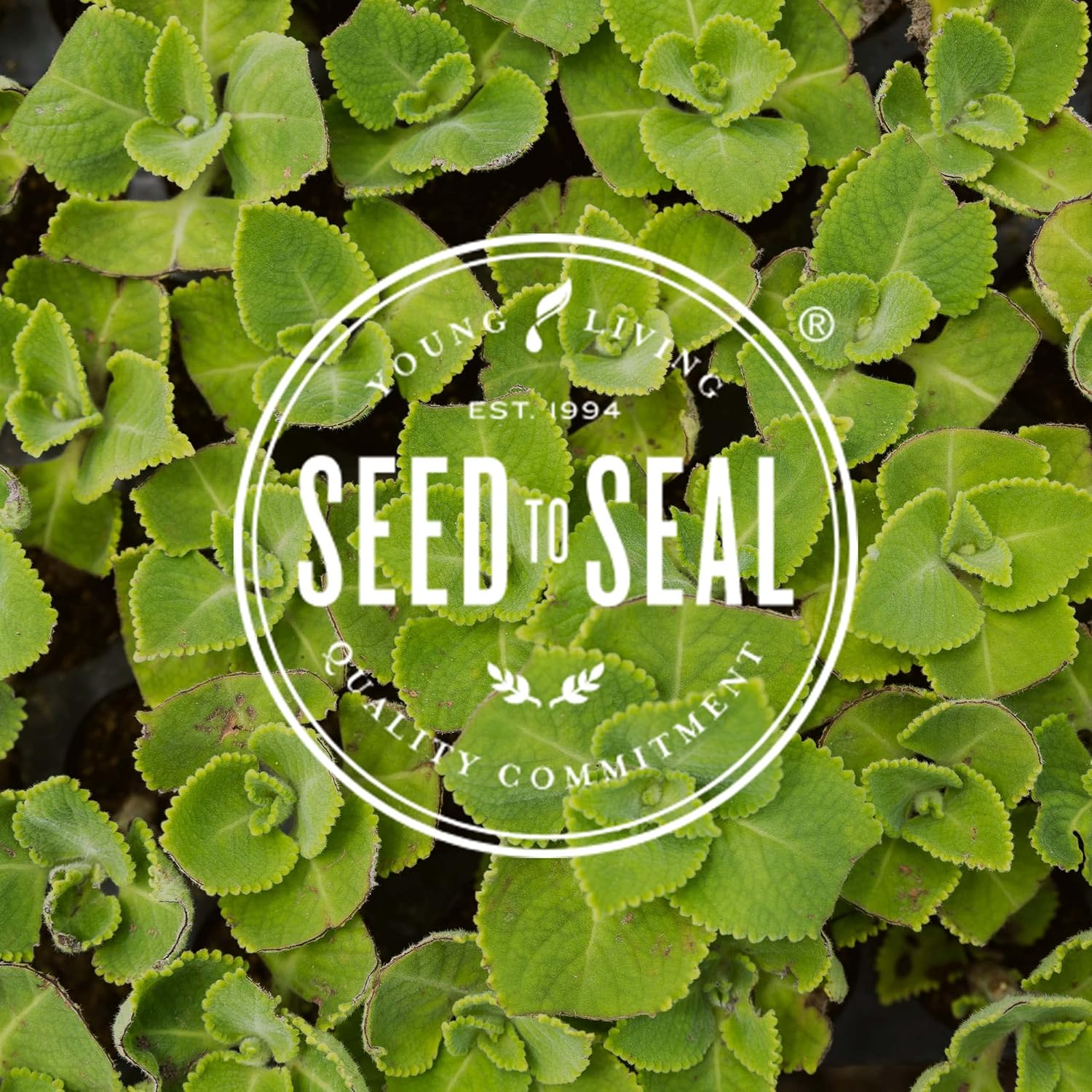 Young Living MultiGreens - Herbal Supplement - formulated with Melissa Essential Oil - 120 Capsules