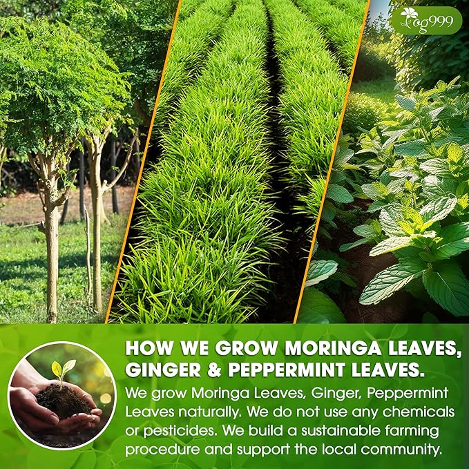 TOG999, Premium Moringa Ginger Peppermint Herbal Tea – 120 Tea Bags – Caffeine-Free, Plant-Based, Non-GMO, Naturally Refreshing Flavor, No Artificial Additives, No Sugar, No Gluten. Vegan