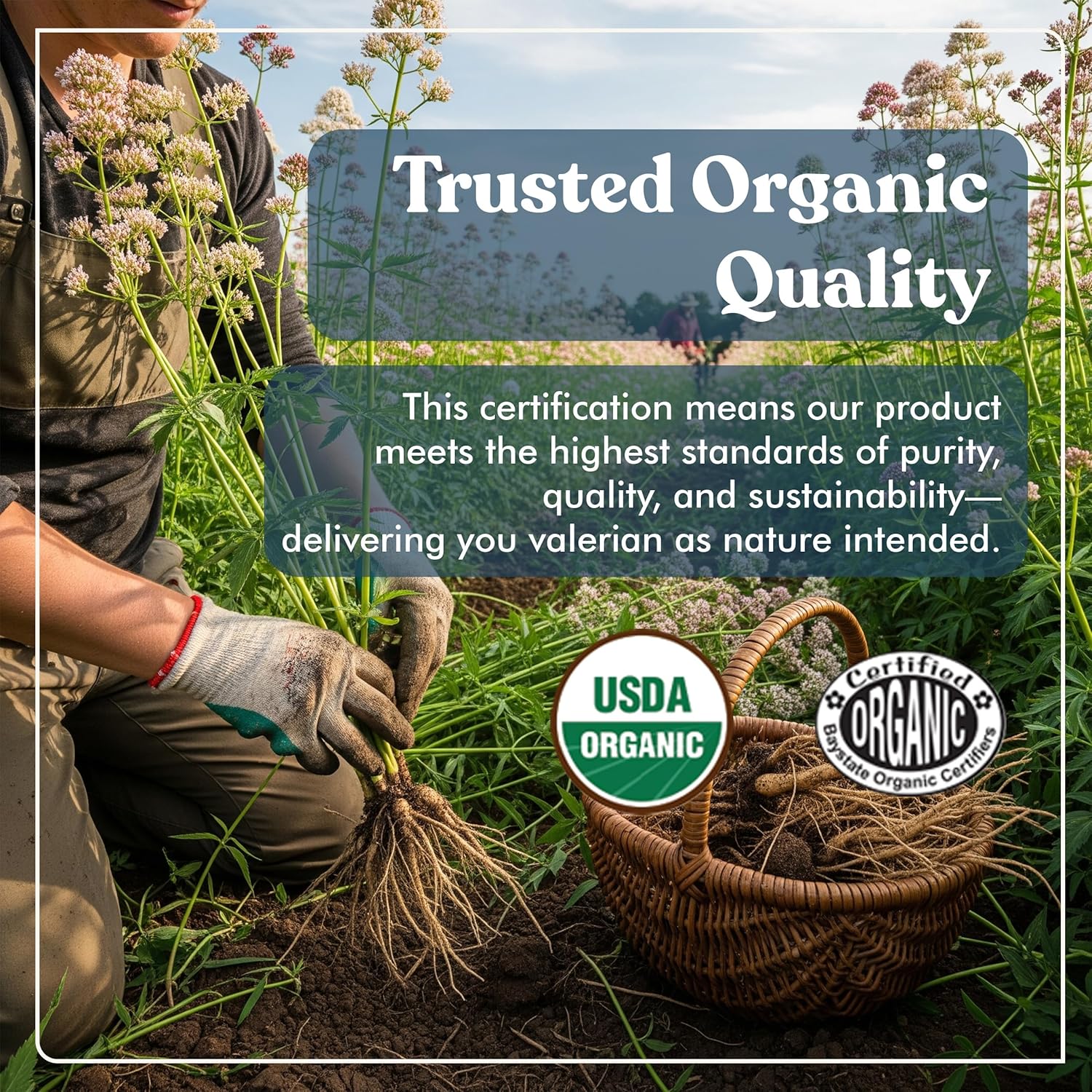 American Standard Supplements Organic Valerian – Vegan, Gluten Free, Non-GMO, 90 Capsules, 90 Servings